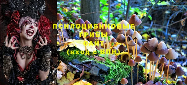 PSILOCYBIN Волосово